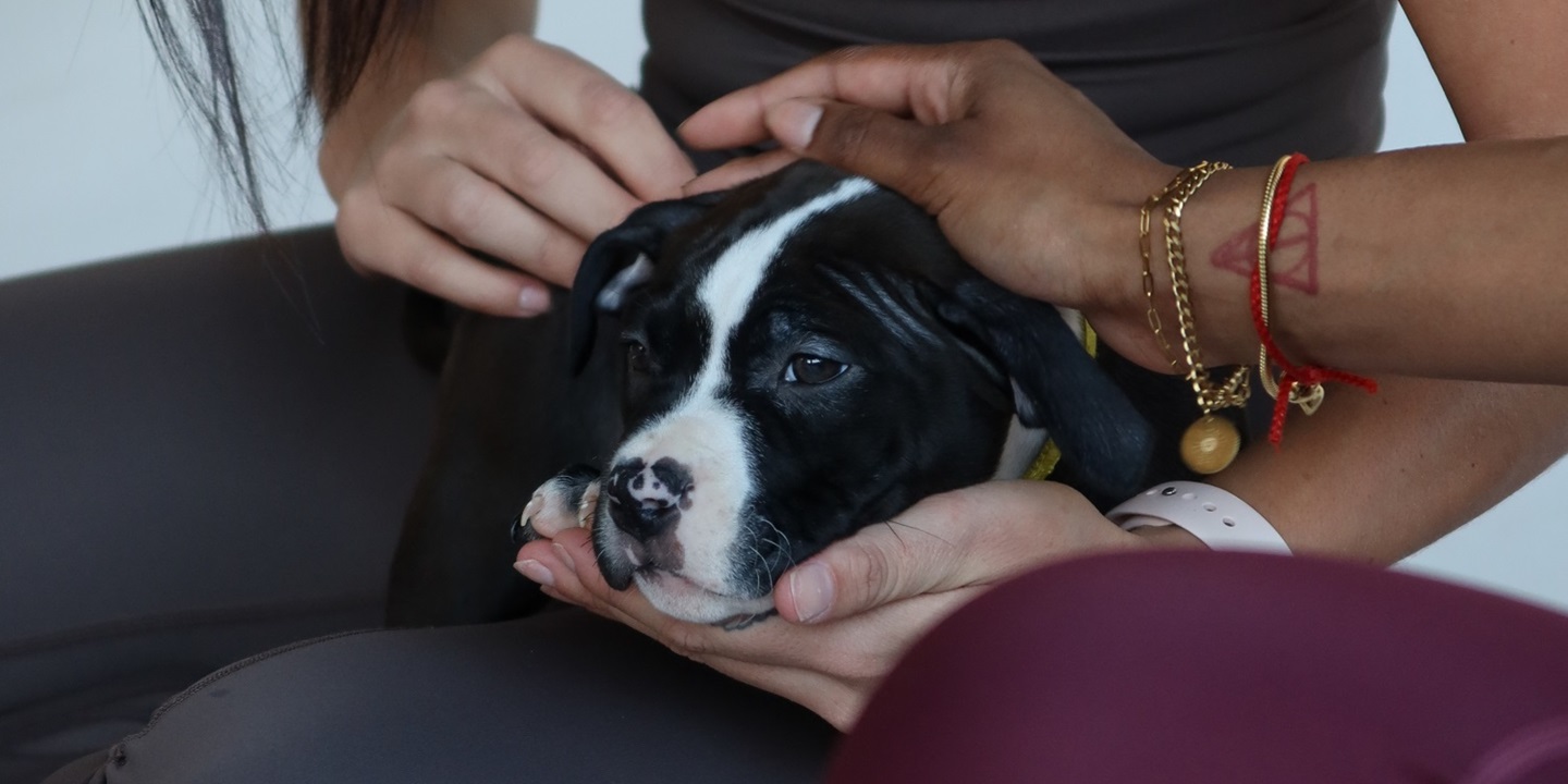 Puppy Yoga