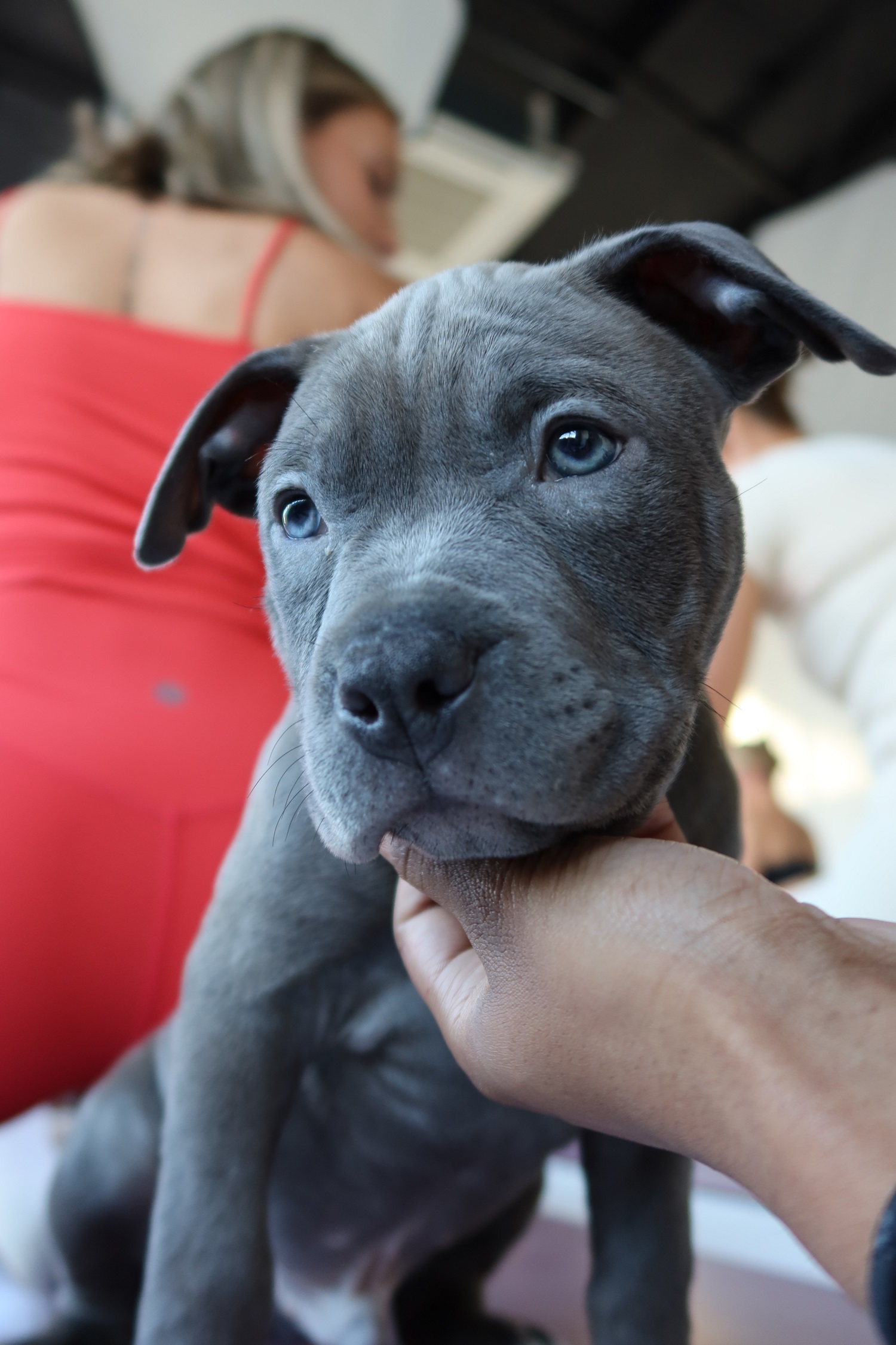 Puppy Yoga