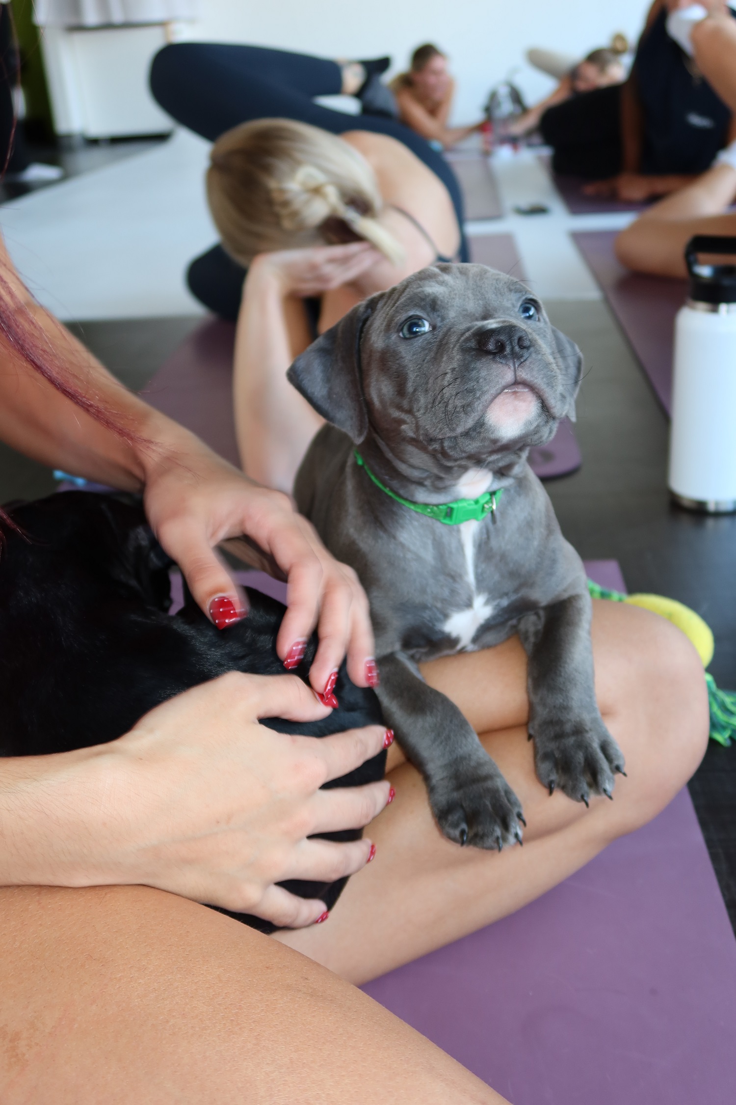Puppy Yoga
