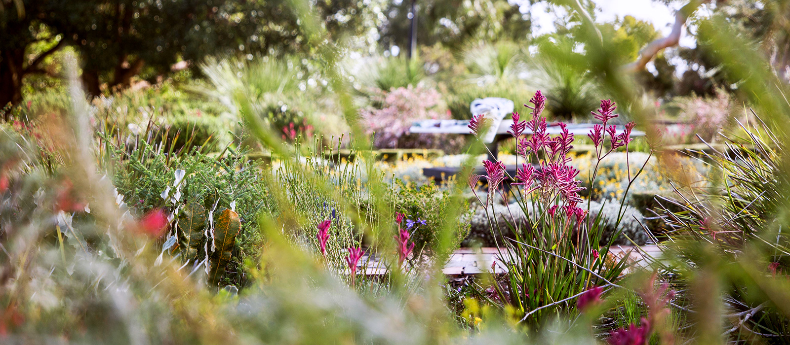 Kings Park wild flowers