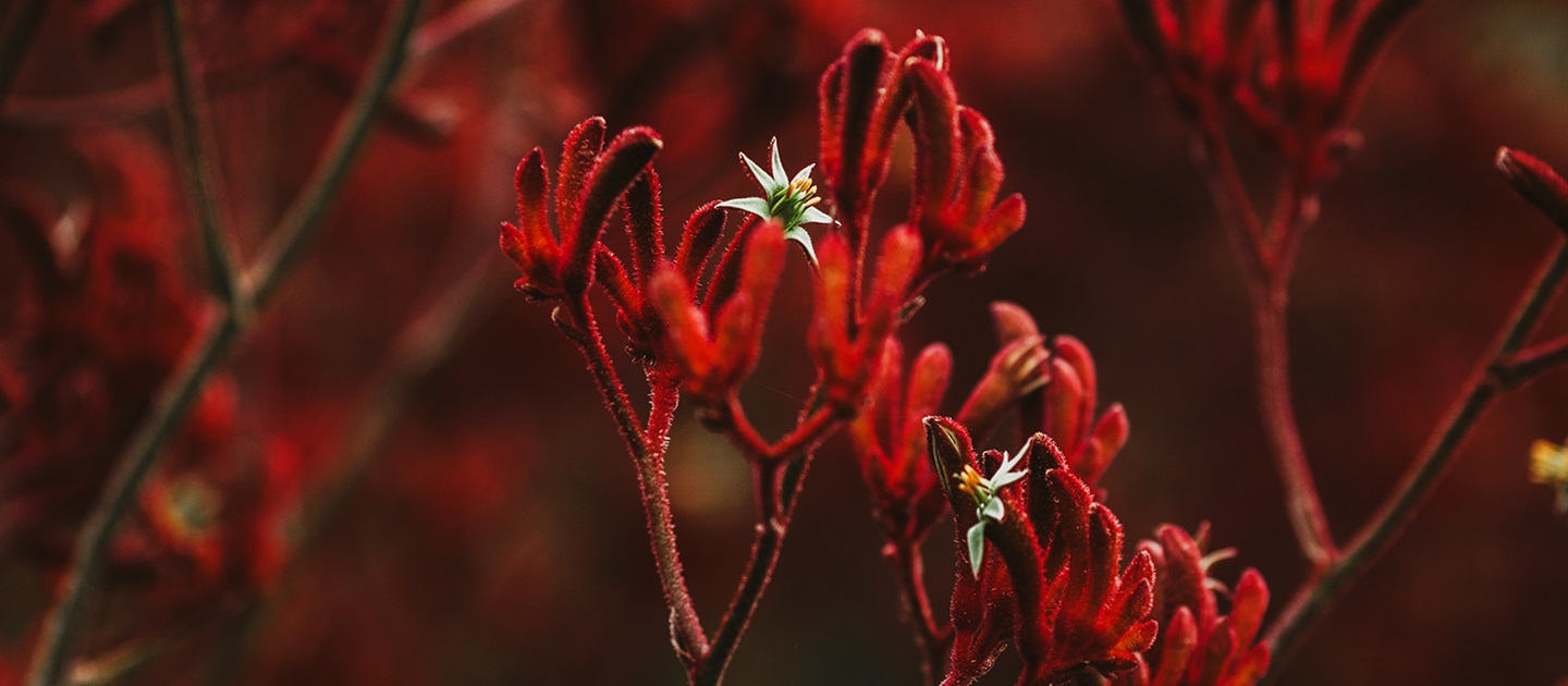 Kangaroo Paw