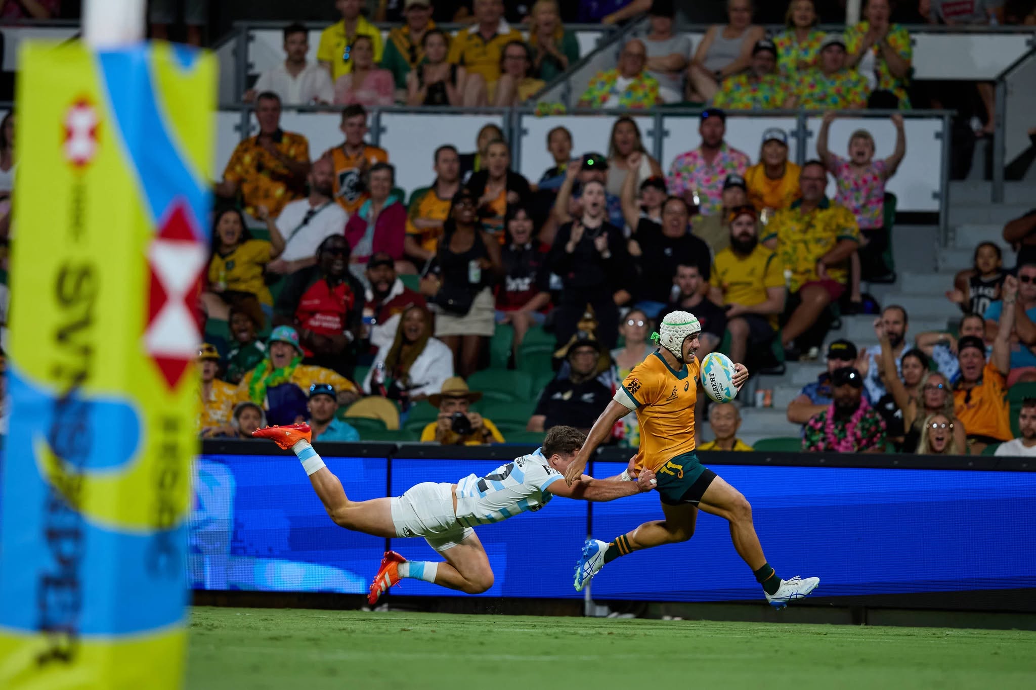 Wallabies - HBF park