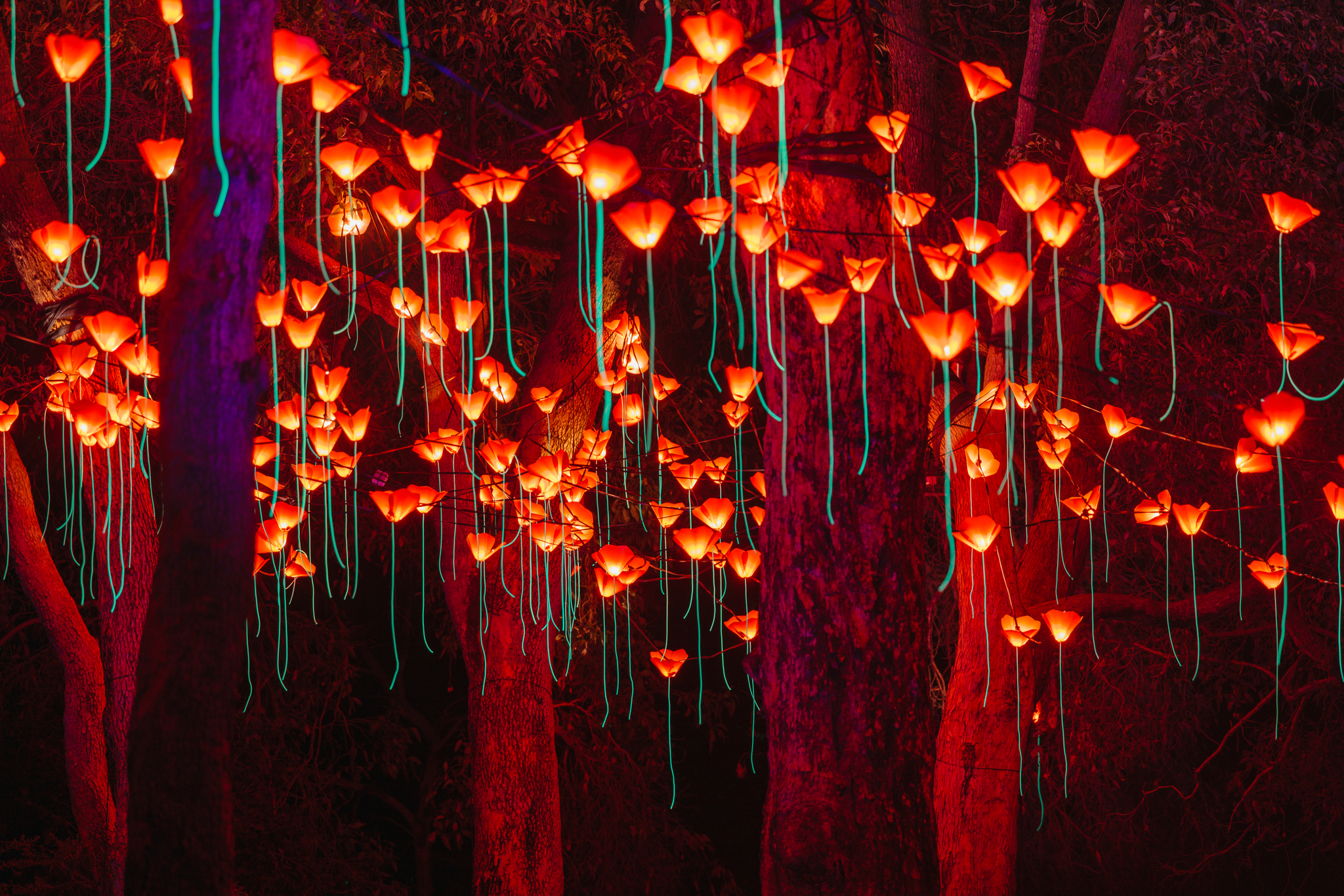 COP - Lightscape [Jarrad Seng] print-120 red poppies v2